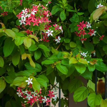 Pandorea jasminoïdes Rosa - Bignone faux jasmin
