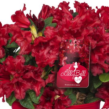 Rhododendron Scarlet Wonder - Rhododendron nain.