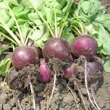 Radis Bacchus F1 - Raphanus sativus 