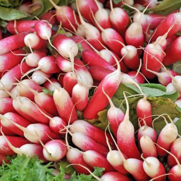 Radis Kocto F1 Création Vilmorin (remplace Flamivil) - Vilmorin