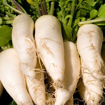 Radis Rave blanche transparente - Raphanus sativus