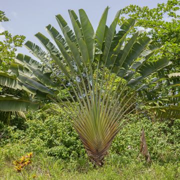 Phoenix canariensis - Palmier, Dattier des Canaries.