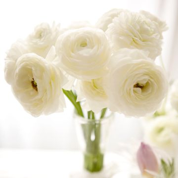 Renoncule des fleuristes Vortex F1 White - Ranunculus hybrida