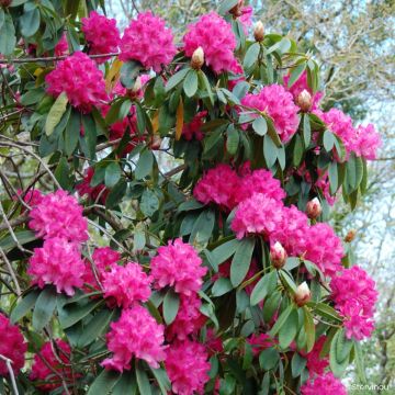 Rhododendron Roseum Elegans - Grand rhododendron.