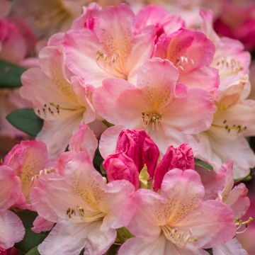 Rhododendron hybride Rwain