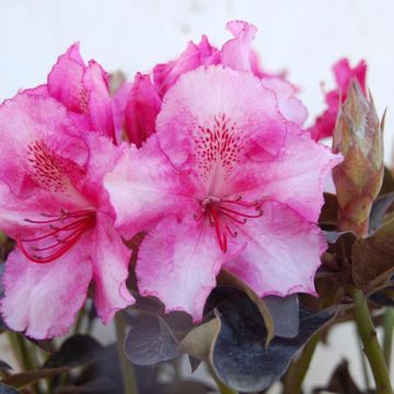 Rhododendron Choco & Pink