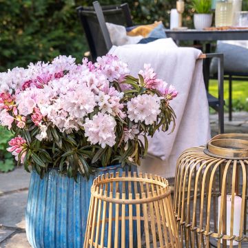 Rhododendron ponticum Easydendron INKARHO Grazeasy Soft Pink