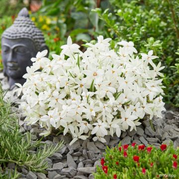 Rhodoxis Fairy Kisses - Rhodohypoxis (x) Hypoxis