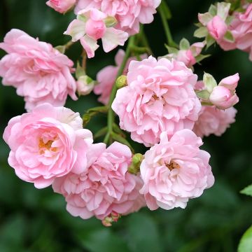 Rosier The fairy sur tige 