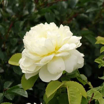 Rosier David Austin Imogen® - Austritch