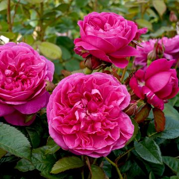 Rosier David Austin James L Austin Auspike