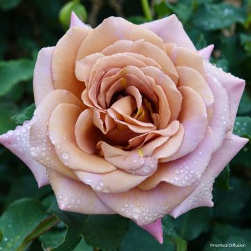 Rosier à fleurs groupées Koko Loko