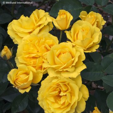 Rosier à fleurs groupées Cherry Bonica Meipeporia