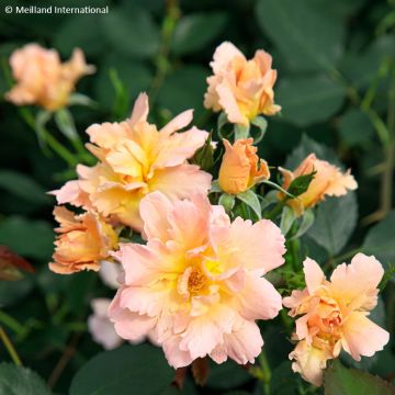 Rosier à fleurs groupées Cherry Bonica Meipeporia