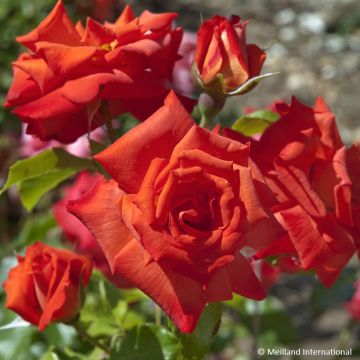 Rosier à fleurs groupées Cherry Bonica Meipeporia