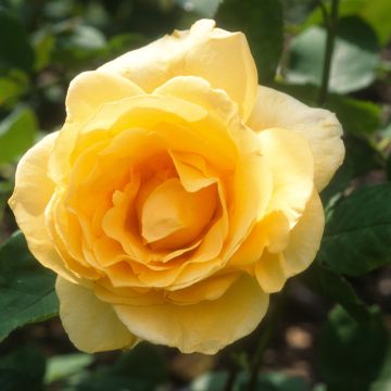 Rosier à grandes fleurs Poseidon®