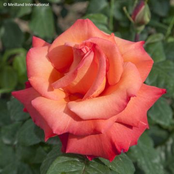 Rosier à grandes fleurs Christophe Colomb