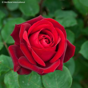 Rosier à grandes fleurs Edith Piaf 