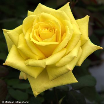 Rosier à grandes fleurs Golden Perfumella