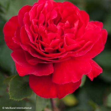 Rosier à grandes fleurs Jean-Pierre Pernaut
