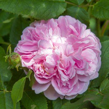 Rosier ancien Jacques Cartier - Rosa (x) Portland