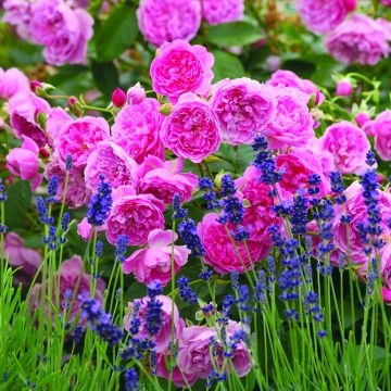 Rosier anglais Harlow Carr® - Aushouse