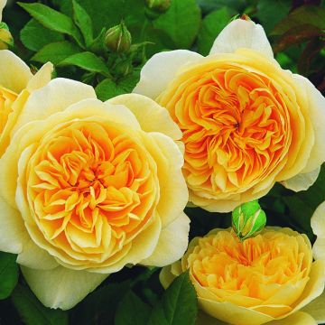 Rosier anglais Teasing Georgia® -  Ausbaker