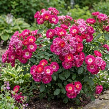 Rosier arbustif Rosy Boom Ohara
