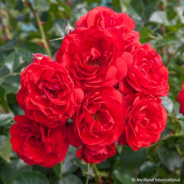 Bonica fin mai-début Juin