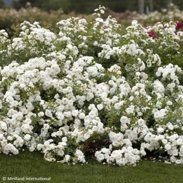 Rosier couvre-sol Knock Out en pot de 2L