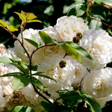 Rosier Liane Felicité et Perpétue - Rose ancienne