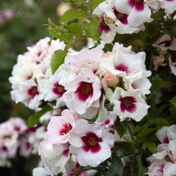 Rosier nain Sweet Babylon Eyes