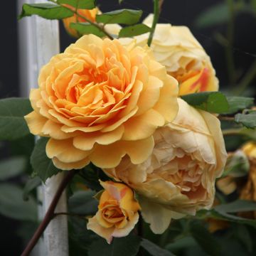 Rosier David Austin Golden Celebration® - Ausgold