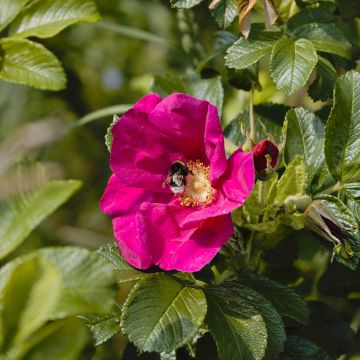 Rosier à fleurs groupées Strandperle Norderney - Rosa (x) rugosa