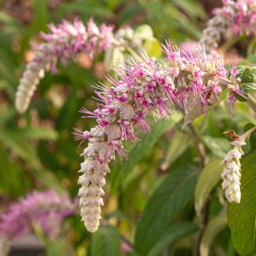 Rostrinucula dependens Happy® Cascade - Menthe en arbre