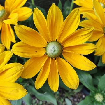 Rudbeckia annuel Sunbeckia Ophelia