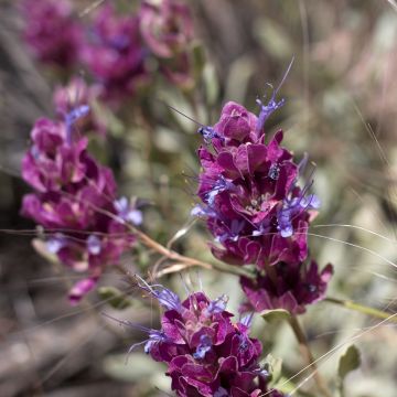 Sauge sclarée - Salvia sclarea