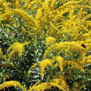 Solidago hybride Ducky - Verge d'or