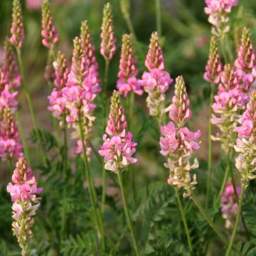 Sainfoin AB - Ferme de Ste Marthe