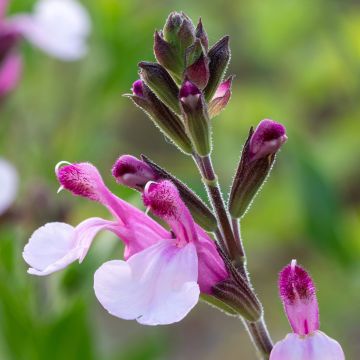 Salvia Dyson's Joy - sauge arbustive