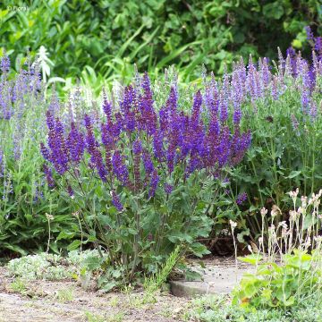 Salvia nemorosa Caradonna Compact - Sauge des bois