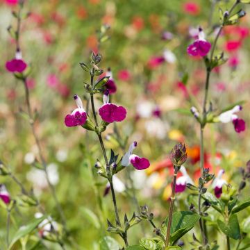 Sauge arbustive Amethyst Lips - Salvia greggii
