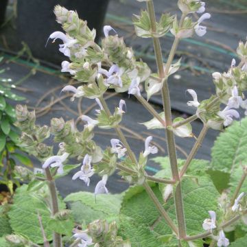 Sauge sclarée - Salvia sclarea Vatican White