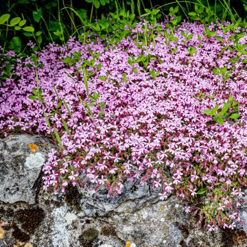 Saponaria ocymoides - Saponaire de Montpellier