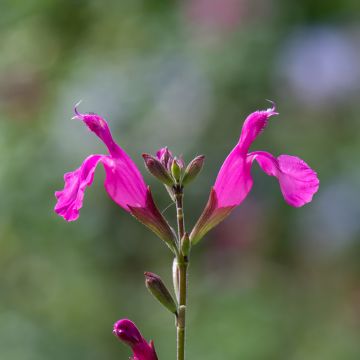 Sauge arbustive Cero Potosi - Salvia microphylla