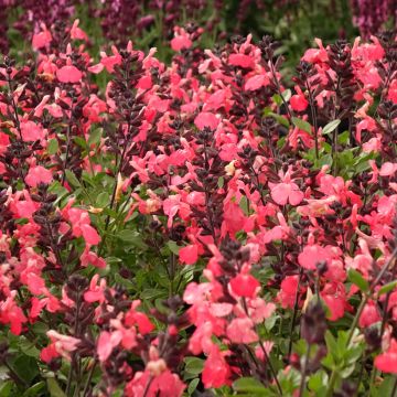 Sauge arbustive - Salvia greggii Mirage® Salmon