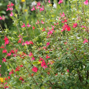 Sauge arbustive rouge - Salvia microphylla grahamii 