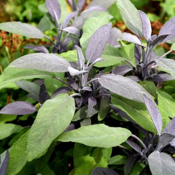 Sauge officinale poupre - Salvia officinalis Purpurescens