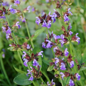Sauge officinale - Salvia officinalis