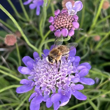 Scabiosa Nova Dew Drops - Scabieuse